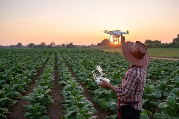 Farmer Preparing Fly Drones Survey Areas Tobacco Plantation Young Green — Stock Photo, Image