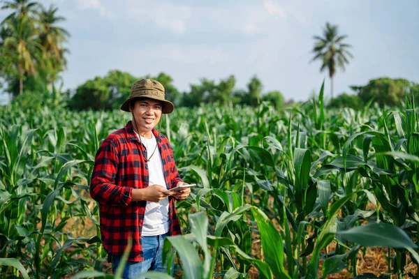 Азиатский Фермер Агроном Осматривает Цветущее Поле Кукурузные Початки Концепция Сельскохозяйственного — стоковое фото