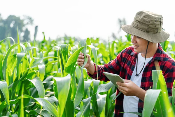 Azjatycki Rolnik Lub Agronomista Sprawdza Pole Kwitnienia Kolby Kukurydzy Koncepcja — Zdjęcie stockowe