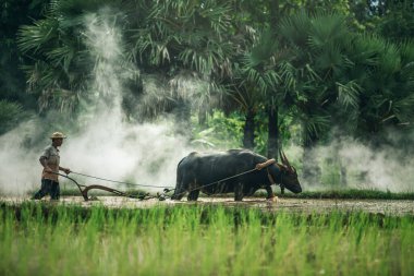 Asyalı çiftçi pirinç tarlası kullanıyor, Taylandlı adam yağmur mevsiminde pirinç ekmekte bizonu kullanıyor, Tayland kırsalında çiftçi.