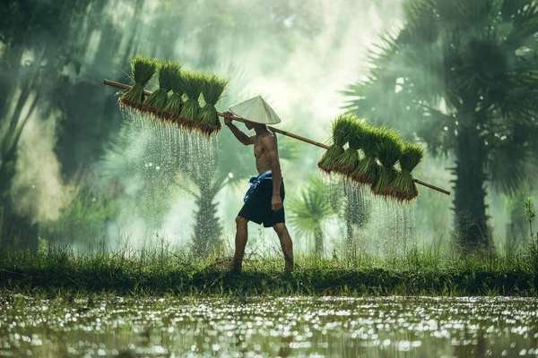 Asian farmer on green fields carrying seedlings for rice plant in rainy season, A poor Thai farmer works hard in his rice fields.