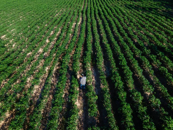 Vista Aérea Agricultor Fileira Mandioca Campo Cultivando Mandioca Brotos Jovens — Fotografia de Stock