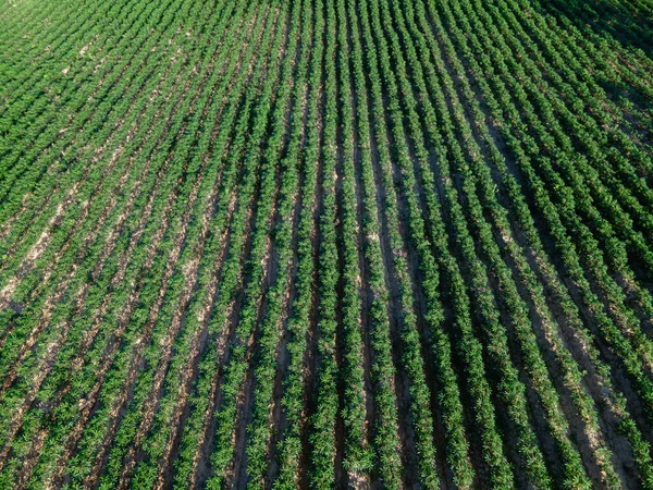 Top view of row of cassava tree in field. Growing cassava, young shoots growing. The cassava is the tropical food plant, it is a cash crop in Thailand.