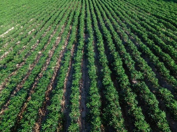 Vista Aérea Linha Mandioca Campo Cultivando Mandioca Brotos Jovens Crescendo — Fotografia de Stock