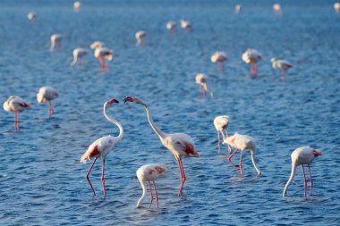 Doğal ortamlarında bir grup pembe flamingo. Göldeki flamingolar. Kurgalzhinsky rezervi. Kazakistan.