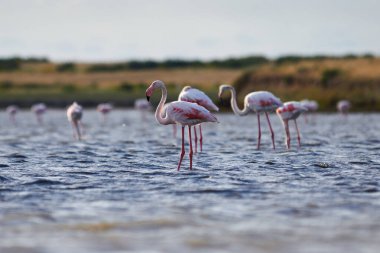 Doğal ortamlarında bir grup pembe flamingo. Göldeki flamingolar. Kurgalzhinsky rezervi. Kazakistan.