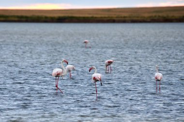 Doğal ortamlarında bir grup pembe flamingo. Göldeki flamingolar. Kurgalzhinsky rezervi. Kazakistan.