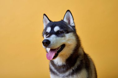 Sarı arka planda iri kıyım bir köpek. Evcil hayvan arkadaşı, köpekli, köpekli, iriyarı bir cins..