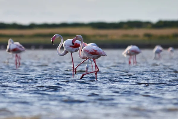 彼らの自然環境でピンクのフラミンゴの群れ 湖の上のフラミンゴ クルガルジンスキー保護区 カザフスタン ストックフォト