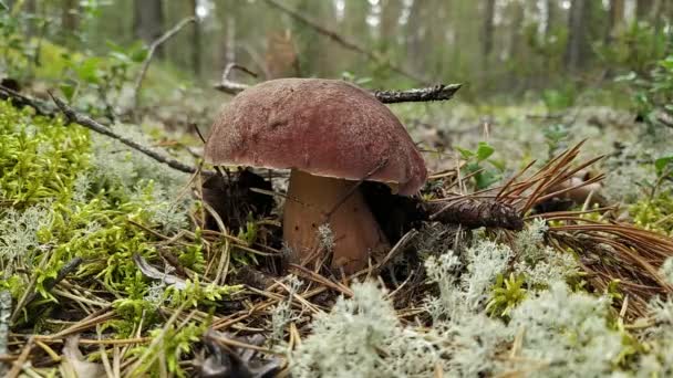 Egy gombaszedő talált és vágott egy sertés gombát egy fenyőerdőben. — Stock videók