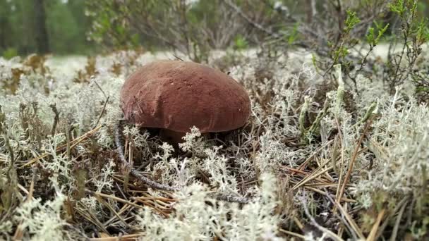 Een kleine bruine paddenstoel ontsproot in het dennenbos door een dichte laag van gevallen sparren naalden. Mushroomer snijdt het voorzichtig met een dun scherp mes. — Stockvideo