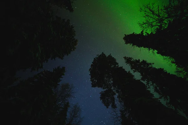 Luces boreales sobre un profundo bosque invernal — Foto de Stock