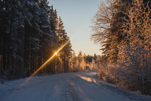 Χειμερινός δρόμος μέσα από το δάσος στο ηλιοβασίλεμα — Φωτογραφία Αρχείου