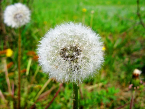 Dandelion with seeds macro view — Stock Photo, Image