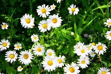 Camomiles yeşil çim