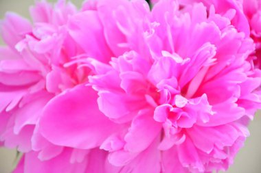 Pembe Şakayık, makro görünümü