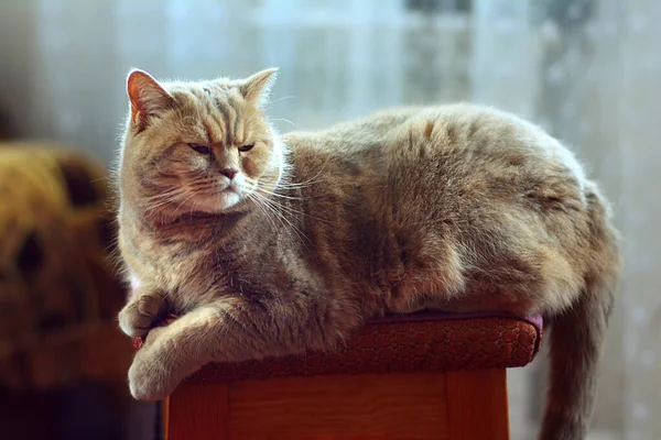 Skoç Düz Kulaklı Kedi Sandalyede Yatıyor — Stok fotoğraf