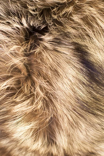 毛皮。概念と背景のスタイル — ストック写真