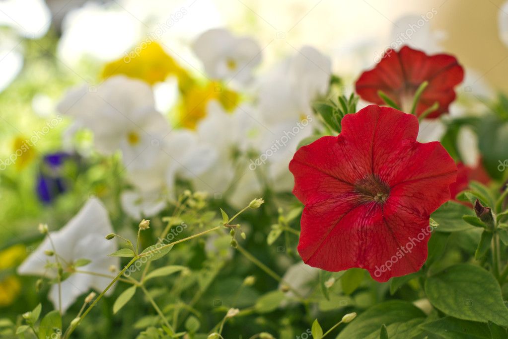 City flowers Stock Photo by ©Polted 52369871