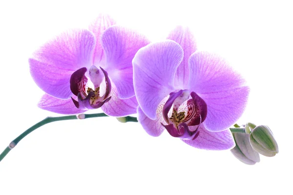 Orquídea roxa isolada — Fotografia de Stock