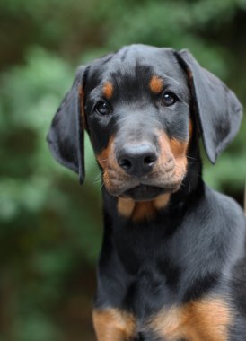 doberman pinscher köpek