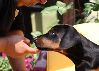 doberman pinscher köpek