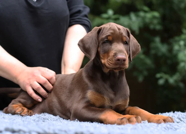 Dobermany pinscher pies — Zdjęcie stockowe