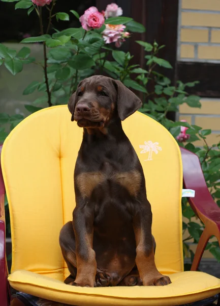 Dobermany pinscher pies — Zdjęcie stockowe