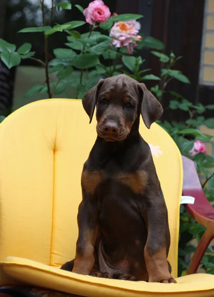 Dobermany pinscher pies — Zdjęcie stockowe