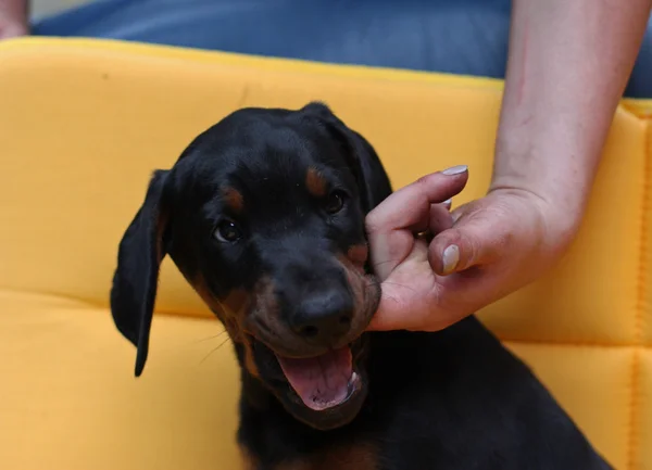 Dobermany pinscher pies — Zdjęcie stockowe