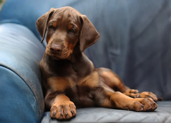 Dobermany pinscher pies — Zdjęcie stockowe