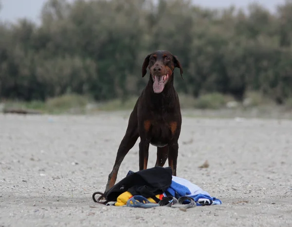 Doberman guarding things — Stock Photo, Image