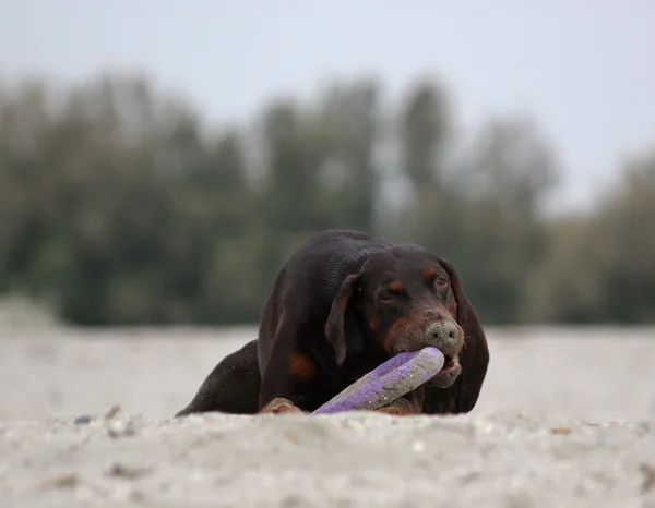 Doberman hund leker i sanden. — Stockfoto