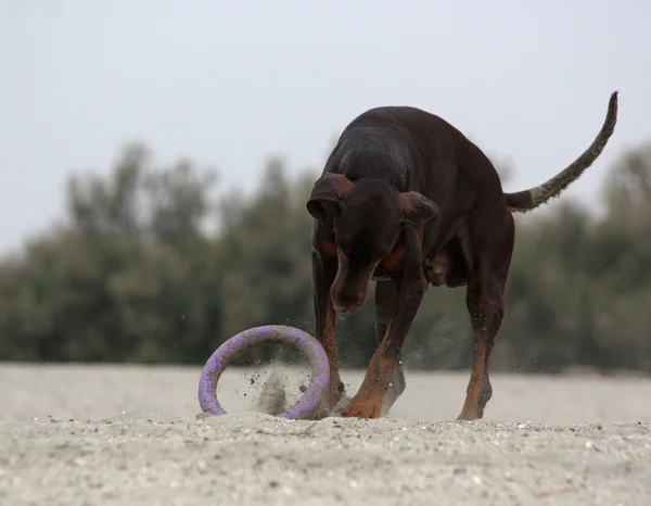 Doberman dog playing in the sand. — Stock Photo, Image