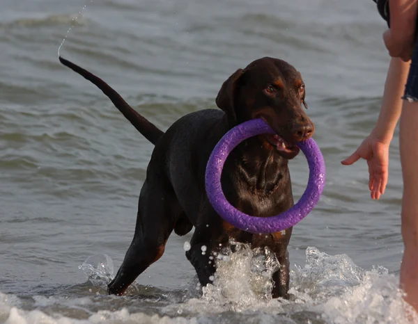 Doberman hund leker i vattnet. — Stockfoto