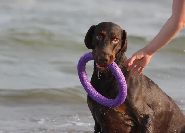 Doberman hund leker i vattnet. — Stockfoto