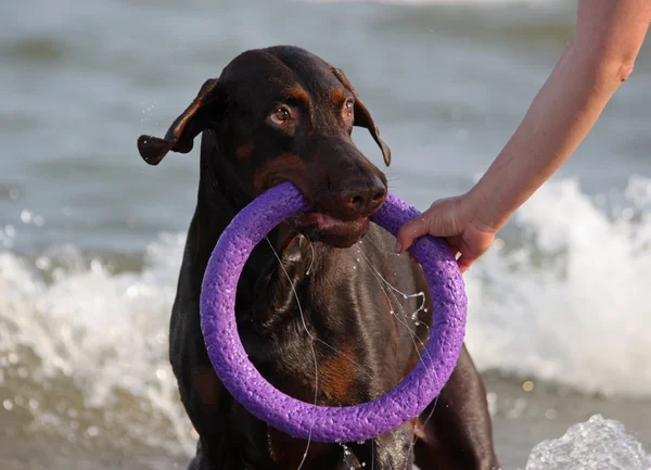 Doberman hund leker i vattnet. — Stockfoto