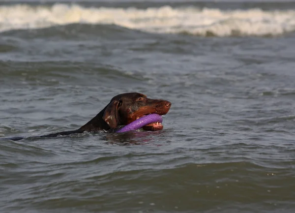 Doberman hund leker i vattnet. — Stockfoto