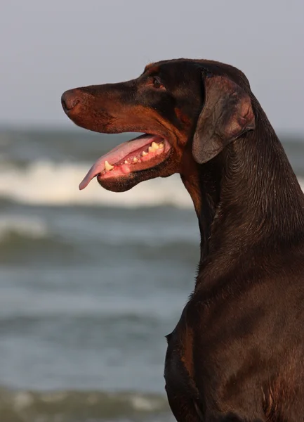 Doberman dog portrait. — Stock Photo, Image