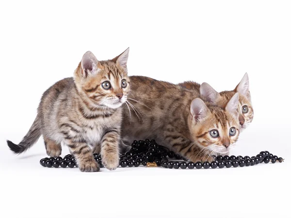 Bengal cat — Stock Photo, Image