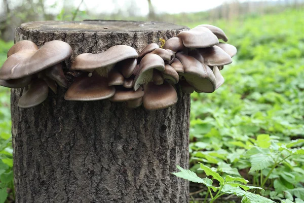 Oyster mushrooms growing group on the old stump — Stock Photo, Image