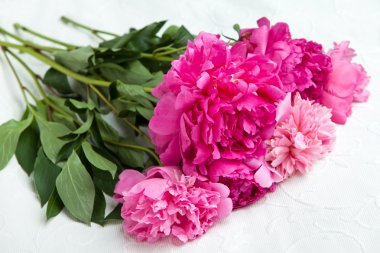 Beyaz kumaş üzerine Peonies çiçek