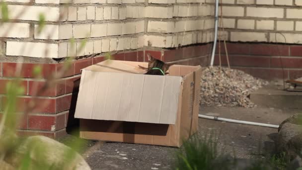 Katze in Box auf der Straße. — Stockvideo