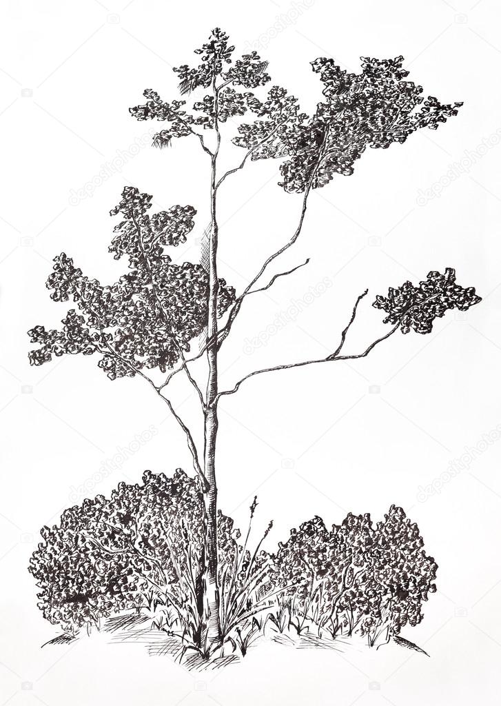 Arbre Stylo Gel De Graphiques De Dessin Photographie 8th