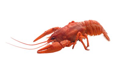 beyaz zemin üzerine haşlanmış kerevit.