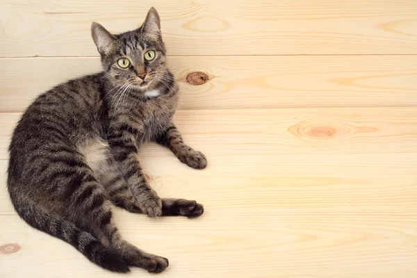 木製の床の上に横たわる猫. — ストック写真