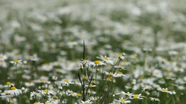Tıbbi papatya. Papatya çiçekler Breeze. Odakta değiştirmek.