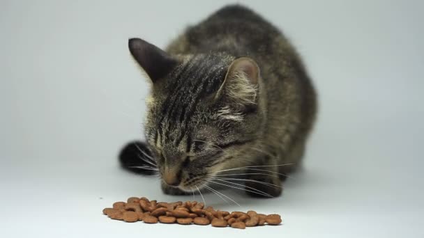 Cat eating pet food. White background. — Stock Video