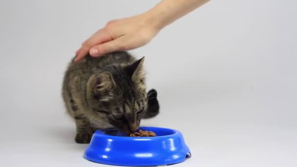 Кот ест сухую пищу, облизывает и ест с удовольствием . — стоковое видео