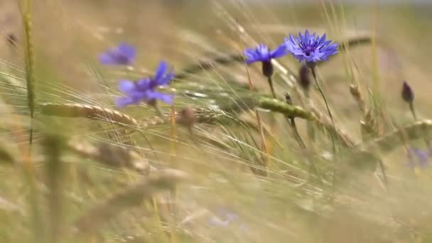 Kornblumen, Ähren von Gerste und Wind. — Stockvideo